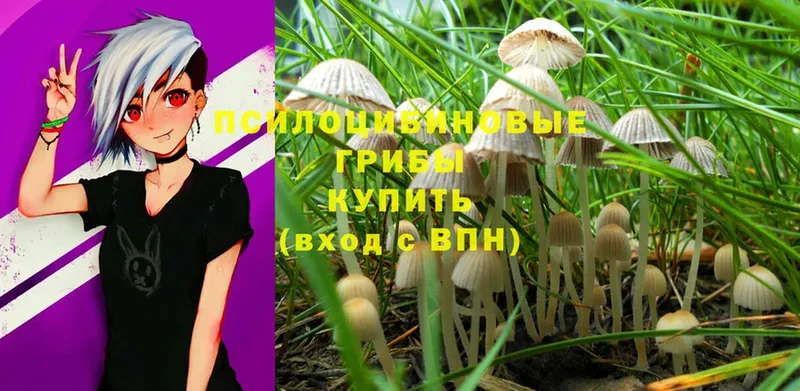 OMG зеркало  Зеленогорск  Галлюциногенные грибы Cubensis 